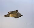 Barred-Owl;Owl;Flight;Strix-varia;flying-bird;one-animal;close-up;color-image;no